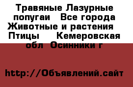 Травяные Лазурные попугаи - Все города Животные и растения » Птицы   . Кемеровская обл.,Осинники г.